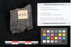 Foto (Objekt + Etikett) von Thinnfeldia gracilis Ettingshausen (NHMW-GEO-2024-0188-10316)